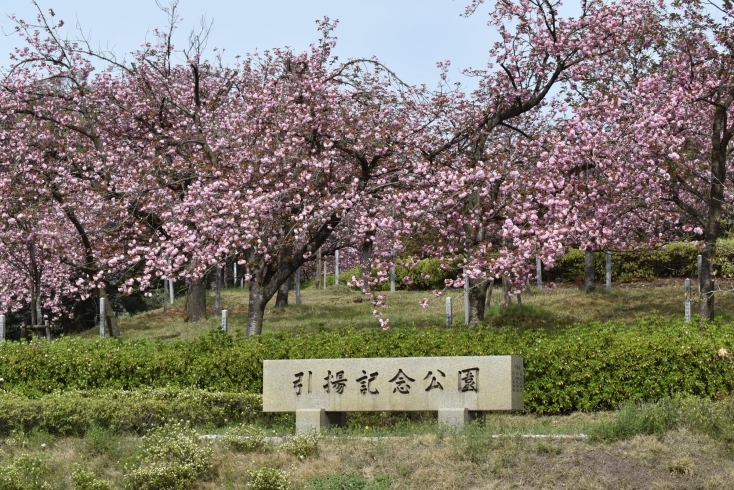 「～本日の桜(花)情報～」