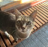 「【西条市福武甲付近】迷い猫を探しています（不明になった日：2026年9月5日）」