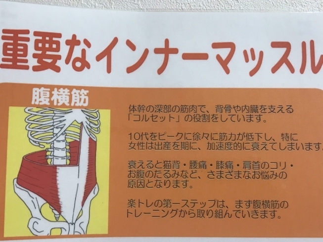 横筋 トレーニング 腹 腹横筋を鍛える筋トレメニュー10選！腹横筋の役割や鍛えるメリットも解説