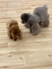 リリーお姉ちゃん　妹の面倒を見ています😁「ましゅまろ幼稚園🐾＆新入園児さん」