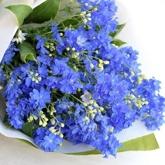 Mermaid Flower プリティマーメイド のメニュー まいぷれ 守口 門真 Mermaid Flower プリティマーメイド のメニュー まいぷれ 守口 門真