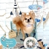 チワポメ　カット「🐶シュナウザー、トイプードル、ミックス、トリミングのお友達⚓️」