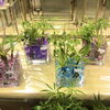 観葉植物バブルゼリー植え「最近の入荷商品」