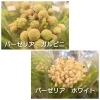 「【はなやホック皆生店】リースやスワッグ作りに。」