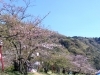 武丈公園の桜（4/8撮影）「【武丈公園 開花状況】お花見用のオードブルが大人気です！【秋山仕出し】」
