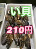 「岩牡蠣販売中‼️」