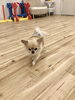 絆くん猛ダッシュ？？？「ましゅまろ幼稚園　(^.^)」