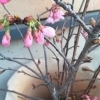 春の訪れを感じる桜の蕾「川口・赤山の桜「雅」が当店に春を連れてきてくれました」
