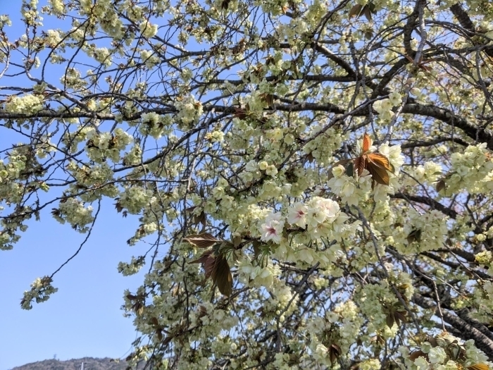 雲南市三刀屋町　三刀屋川河川敷公園に咲き誇る緑色の桜・御衣黄。