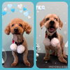 「お友達♡ Dog salon mofu mofu 余市町」