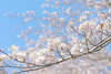 「【まいぷれ🌸さくら通信🌸vol.2】編集部前の桜の様子」