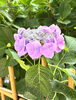 「【編集部ニュース】『京都・伏見城下町に響く、水無月の祈りと紫陽花 ― 藤森神社』をご紹介します。　【おまけでチョイと経営学　最終回】＠京ちゃんの伏見ヒストリー日記」