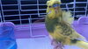 ⭐︎【レモン】⭐︎「－　羽衣セキセイインコ　－」
