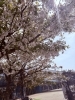 「桜フォトコンテストの審査について📢✨」