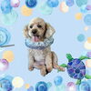 「Dog salon mofu mofu　余市町」