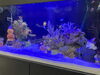 色々な魚が泳いでいますよ「ハロウィンの水槽/静岡/熱帯魚/水槽レンタル/島田市/癒し/内装」