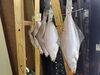 「📣本日のお魚情報🐟」