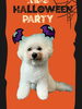 「Dog salon mofu mofu　余市町」