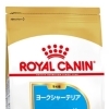 RC BHN ヨークシャーテリア　子犬　500g
