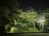 津城跡、藤堂高虎の銅像と夜桜「社長ブログ　3年ぶり！」