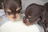 「ミニチュアダックス子犬情報」