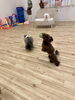 もっちーちゃんフリスビー挑戦🥏「ましゅまろ幼稚園🐾」