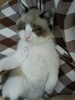 ファーストにゃんこ「猫の下僕までの道のり③【札幌市北区上篠路 キャットビヤード】」