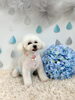 ふうたくん「わんこと梅雨☔️」