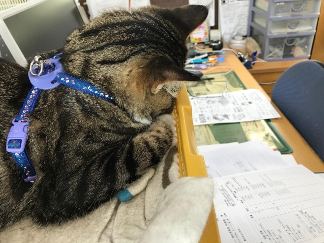 顔ををぎゅっとして昼寝 有限会社ワールドウインドー庄内のニュース まいぷれ 酒田 顔ををぎゅっとして昼寝 有限会社ワールドウインドー庄内のニュース まいぷれ 酒田