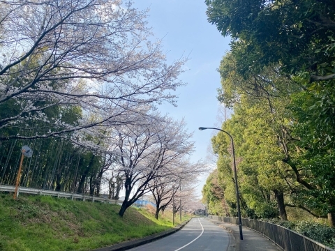 道保川公園沿いの桜並木