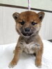 柴犬　オス「【WAN'S】新しいワンちゃんのご紹介！柴犬」