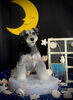 朔ちゃん「お月さまとわんこ🌛」