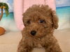のんびりトイプードル女の子　よそ見バージョン「可愛いトイプードル子犬(^｡^)」