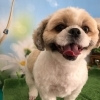 ある　くん