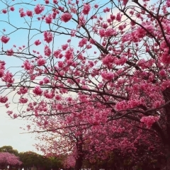 【横浜市港北区のお花見スポット】岸根公園