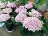 「季節の花で、生活に彩りを。」