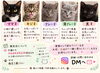 「【愛媛県新居浜市】里親募集のお知らせ！」