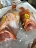 「魚魚市場鮮魚コーナーおすすめは「岩かき」です♪」