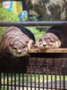 「【10月】動物たちの誕生会」