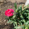 育てたカーネーションが芽をつけて開花「〜ありがとうございます〜」