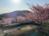 「3月9日(日) 魚魚の宿　河津桜」
