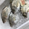 「魚魚市場鮮魚コーナーおすすめは「ヒラアジ」です♪」