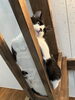 おはぎ「和菓子兄弟🍡白黒猫のおはぎ」