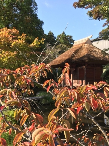 乙宝寺の紅葉も綺麗です「秋晴れ！」