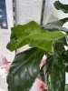 「観葉植物」