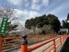 薗神社「栗東市　桜」