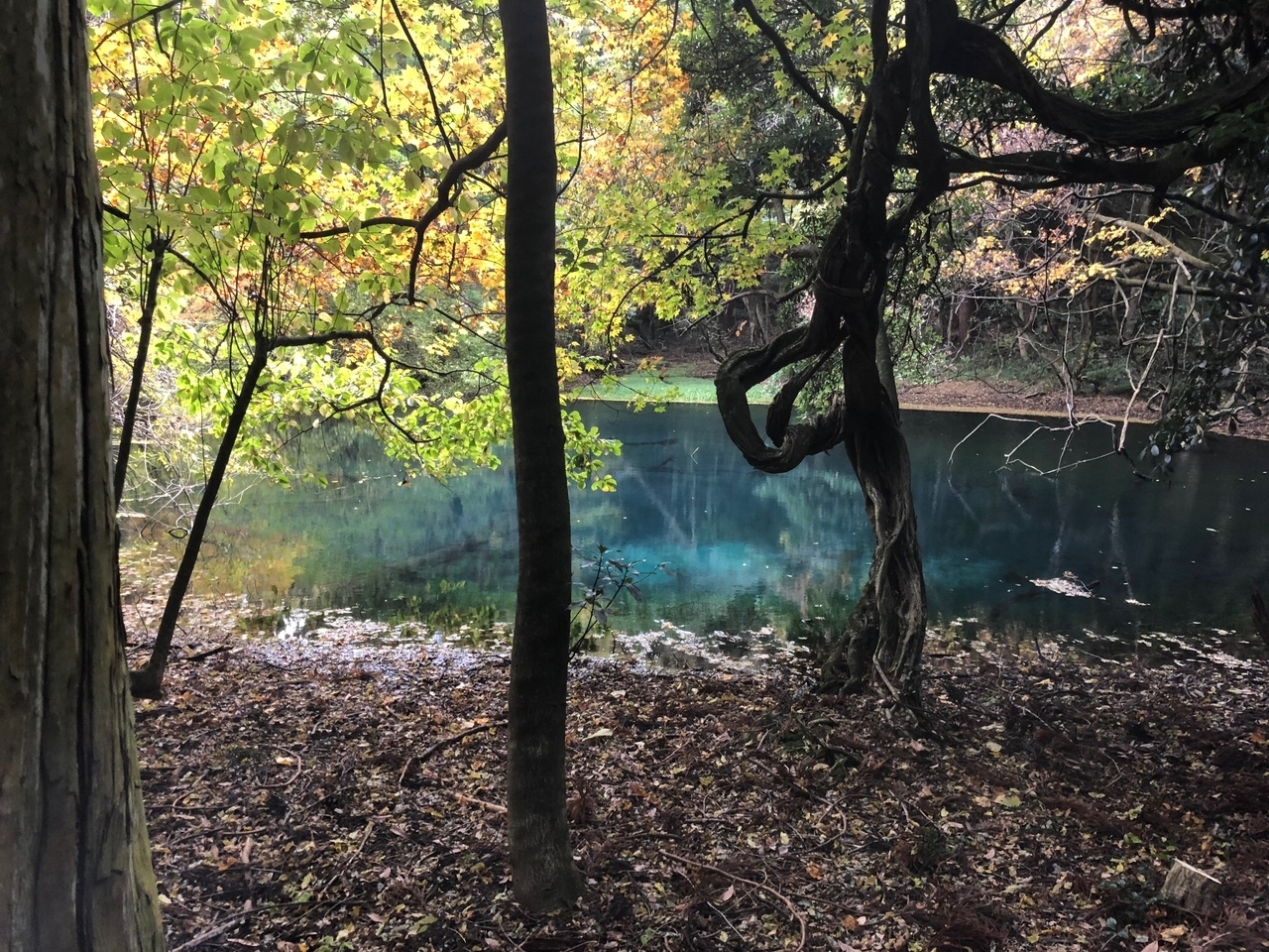 遊佐町 丸池様 遊佐 酒田 庄内町 近場のお出かけスポット まいぷれ 酒田 遊佐町 丸池様 遊佐 酒田 庄内町 近場のお出かけスポット まいぷれ 酒田