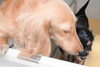 「ミニチュアダックス子犬情報」