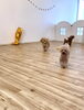 今行くよ〜っ「ましゅまろ幼稚園　^ - ^」