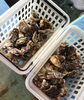 「西海物産館 魚魚市場鮮魚コーナーおすすめ商品は「大特価！殻付き牡蠣」です♪」